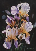 /album/monika-pate/so-irises-29x21-jpg/